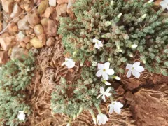 squarestem phlox thumbnail 1