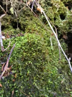 Muhlenbeck's Feather-moss thumbnail 2