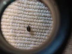 Octavia Lady Beetle thumbnail 2