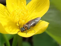 Early Sawfly thumbnail 3