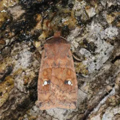 Three-spotted Sallow thumbnail 2
