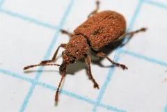 Cimberis decipiens thumbnail 4