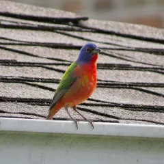 Painted Bunting thumbnail 3