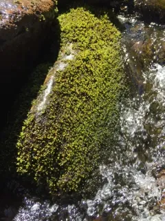 Broad-leaved Brook-moss thumbnail 3
