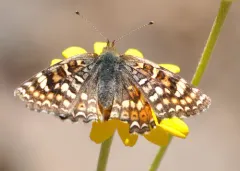 California Crescent thumbnail 2