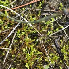 hidden spikemoss thumbnail 1