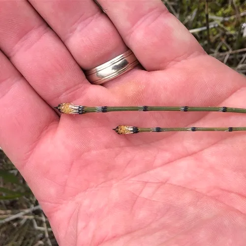variegated horsetail