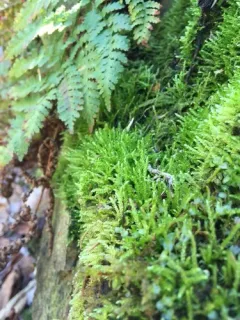 Elegant Beaked Moss thumbnail 1