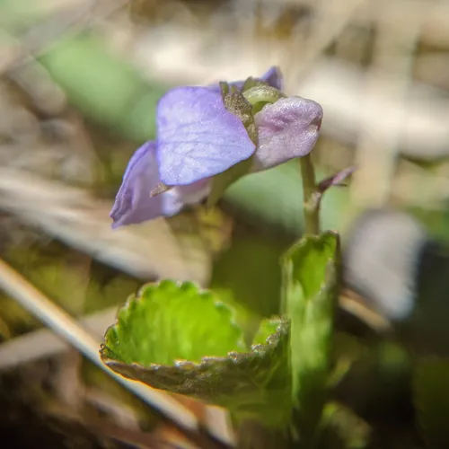 Labrador violet