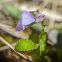 Labrador violet thumbnail 1