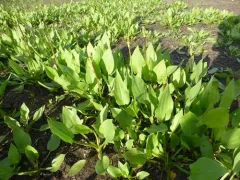 European Water-plantain thumbnail 2