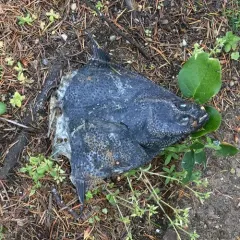 Starry Flounder thumbnail 1