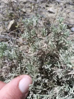 Birdfoot Sagebrush thumbnail 3
