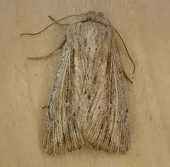 Heterodox Wainscot Moth thumbnail 3