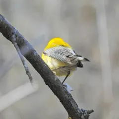 Prothonotary Warbler thumbnail 3