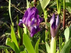 Dwarf Iris thumbnail 2