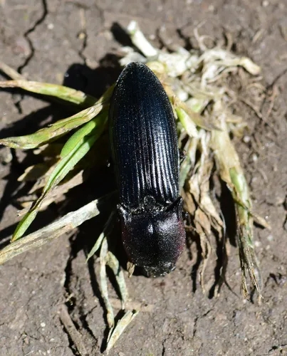 Selatosomus lateralis