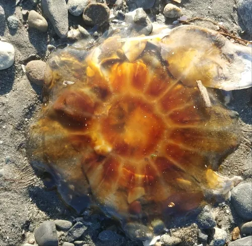 Atlantic Lion's Mane Jelly