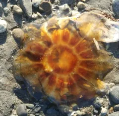 Atlantic Lion's Mane Jelly thumbnail 1