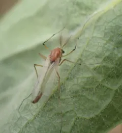 Microtendipes caducus thumbnail 2
