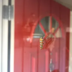 Ailanthus Webworm Moth thumbnail 2