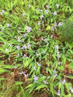 dwarf crested iris thumbnail 4
