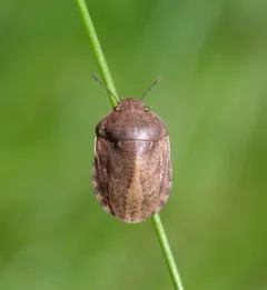 Eurygaster amerinda thumbnail 3