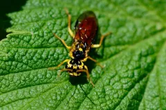 Onycholyda sitkensis thumbnail 3