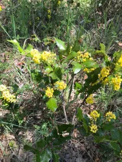 Piper's Oregon-grape thumbnail 3