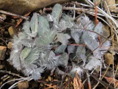 Bolander's hawkweed thumbnail 2