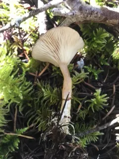 Rhizocybe rhizoides thumbnail 2