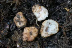 Balsamia oregonensis thumbnail 2