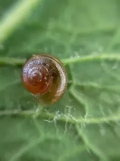 Amber Glass thumbnail 1