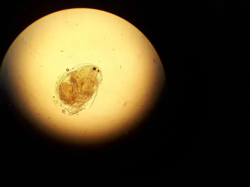 Drepanothrix dentata