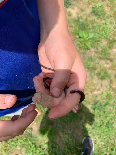 Common Wormsnake
