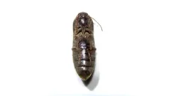 Wheat Wireworm thumbnail 2