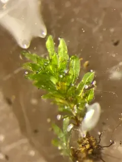 Herzog's Pocket-moss thumbnail 3