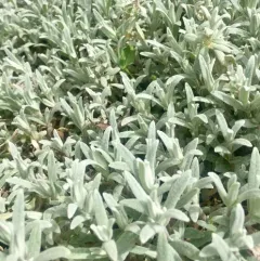 Snow-in-summer thumbnail 2
