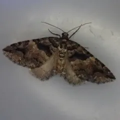 Variable Carpet Moth thumbnail 3