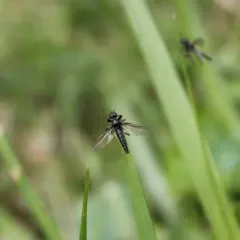 Shaggy St Mark’s Fly thumbnail 1