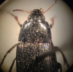 Amara cupreolata thumbnail 4