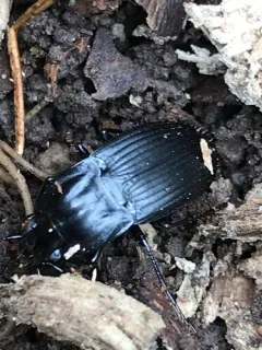 Dicaelus elongatus thumbnail 1