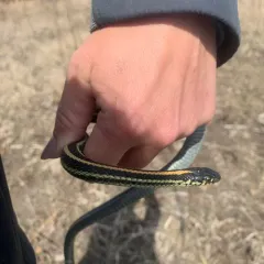 Plains Garter Snake thumbnail 1