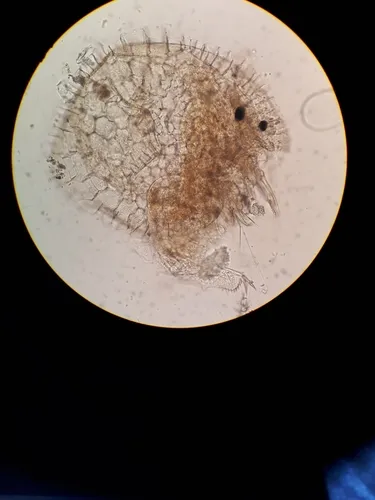 Chydorus bicornutus
