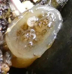 Disc-top Tunicate thumbnail 2