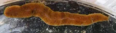 Notophyllum imbricatum thumbnail 2