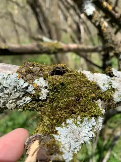 Pylaisia selwynii thumbnail 1