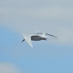 Forster's Tern thumbnail 3