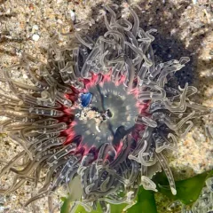 Moonglow Anemone thumbnail 2