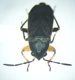 dune groundbug thumbnail 4